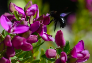 una abeja vuela para chupar el néctar de las florés de color intenso púrpura.