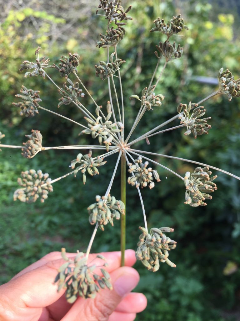 Semillas de hinojo en la planta sujetadas por una mano