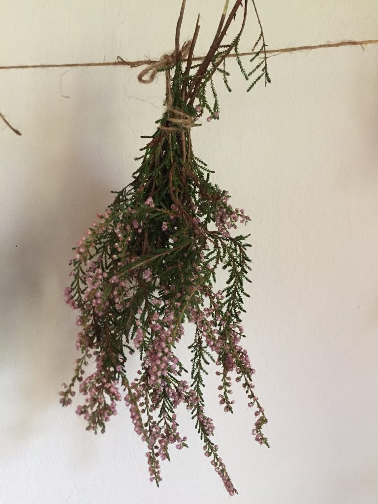 Ramo de Brezo colgado boca abajo para secar